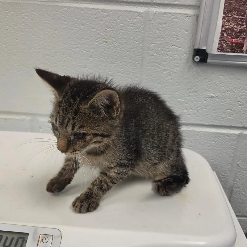 A baby small-sized male Domestic Short Hair cat named Zexion for adoption in Chattanooga, TN