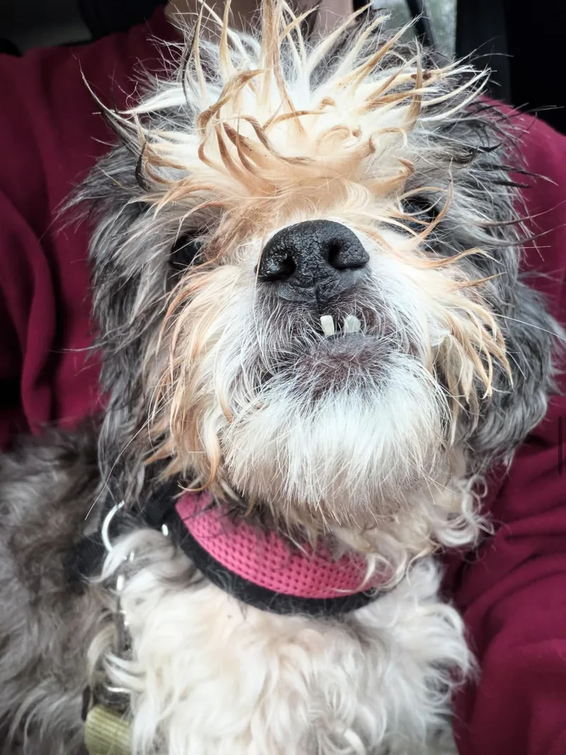 A senior small-sized male Brown / Chocolate Shih Tzu dog named Melvin for adoption in Philadelphia, PA