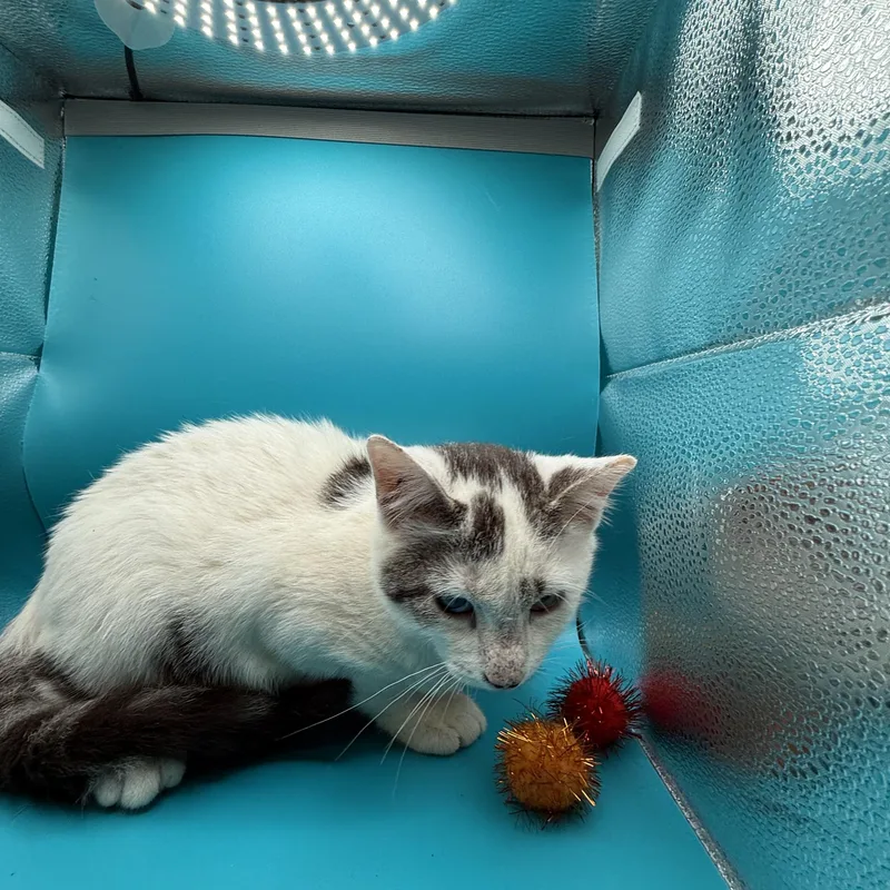 A young small-sized male White Domestic Short Hair cat named Maddox for adoption in Galloway, NJ
