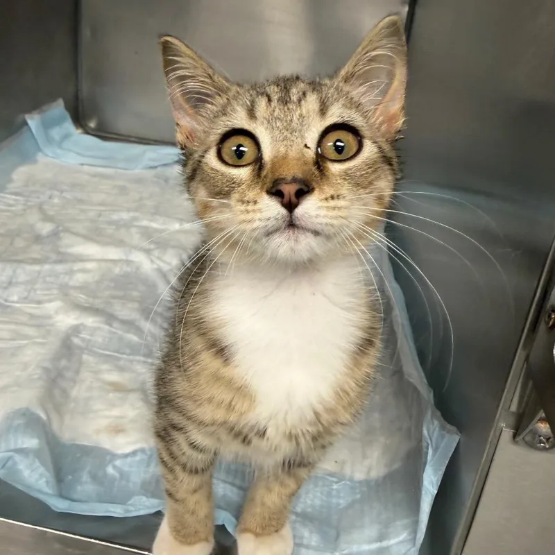 A baby small-sized female Brown / Chocolate Domestic Short Hair cat named La Snafu for adoption in Martinsville, VA