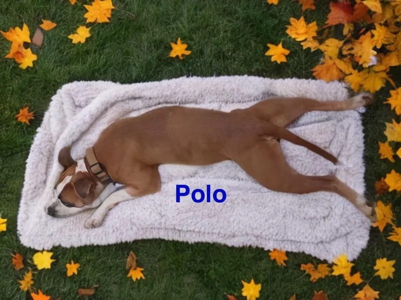 Polo thumbnail 6
