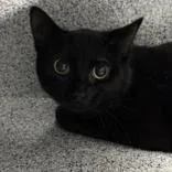An adult medium-sized male Black Domestic Short Hair cat named Jinx for adoption in Lansing, MI