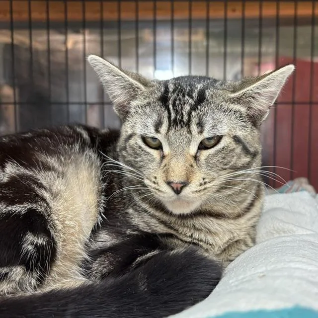 A young medium-sized female Tabby (Gray / Blue / Silver) Tabby cat named Sarah for adoption in Porter, TX