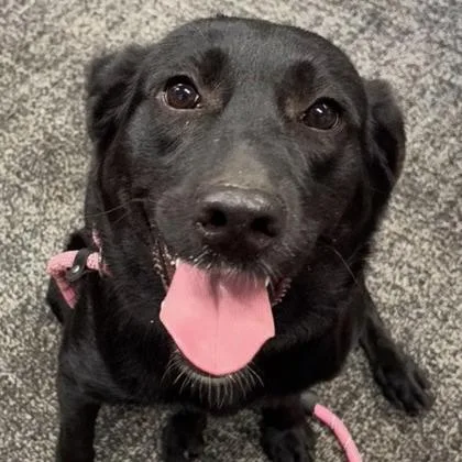 An adult small-sized female Black Labrador Retriever dog named Noir Coming Soon for adoption in Dover, NH