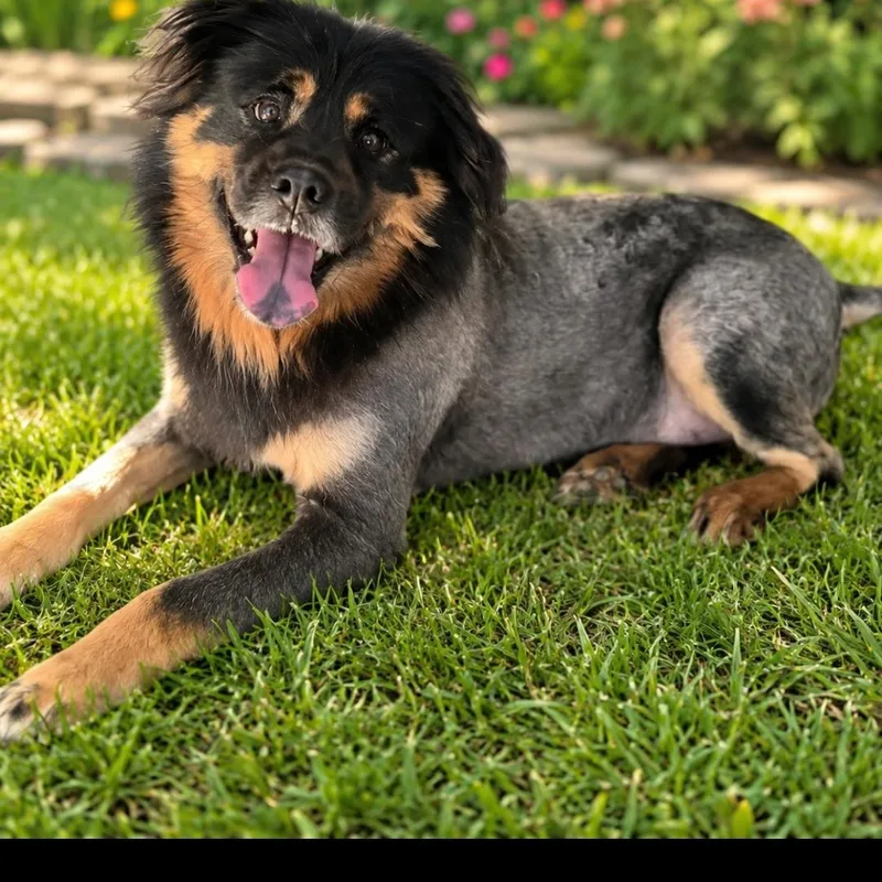 Yogi