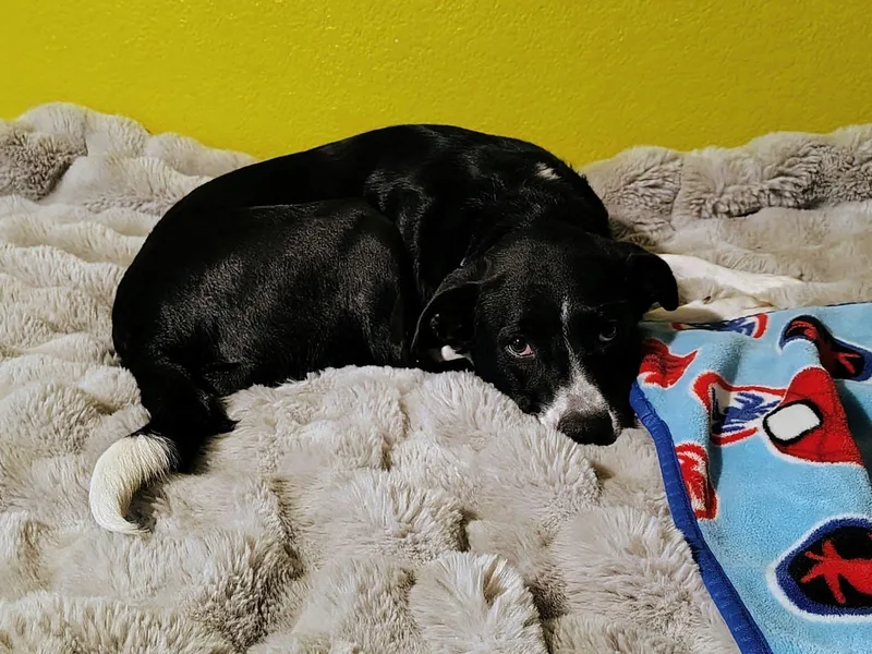An adult medium-sized female Black Mixed Breed dog named Winnie CS for adoption in Columbia, MD