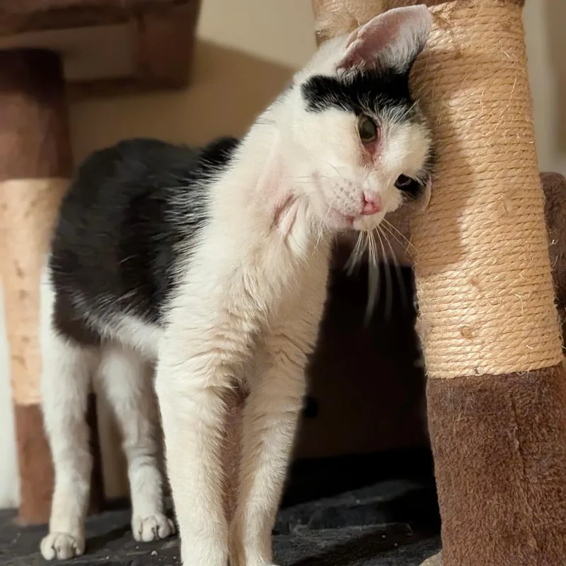 A senior medium-sized female Black Domestic Short Hair cat named Debra for adoption in Houston, TX