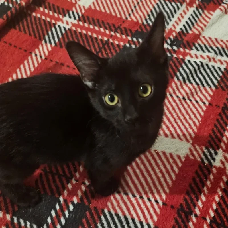 A baby medium-sized male Black Domestic Short Hair cat named Uno for adoption in Columbia, MO