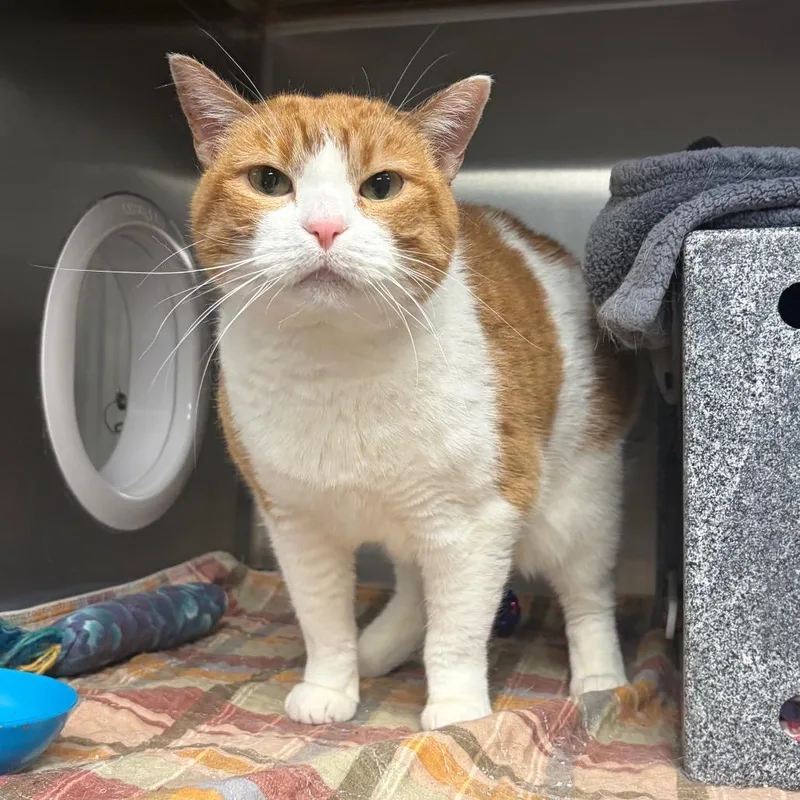 A senior medium-sized female White Domestic Short Hair cat named Edith Marmalade C for adoption in Princeton, MN