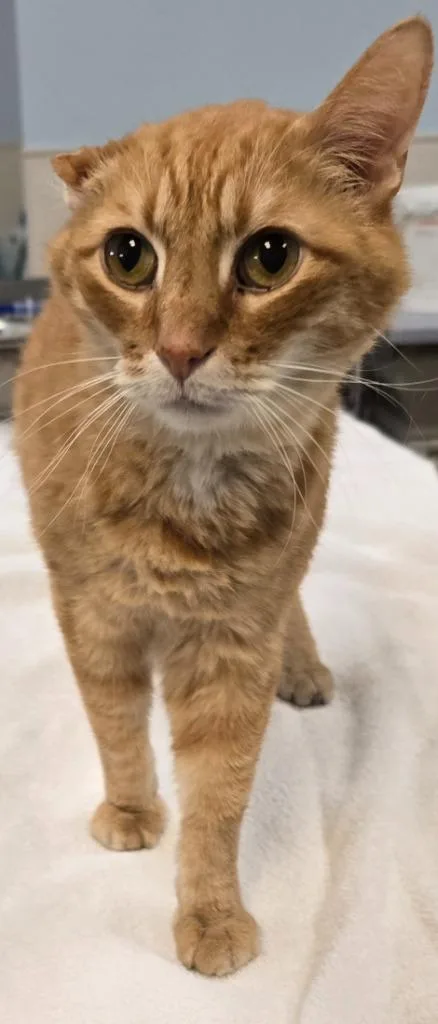 An adult small-sized male Domestic Short Hair cat named Rusty for adoption in Murphysboro, IL