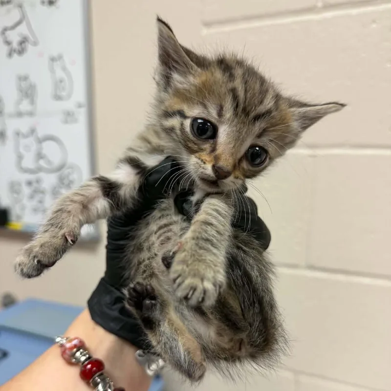 A baby small-sized male Brown / Chocolate Domestic Short Hair cat named Spruce for adoption in Reno, NV