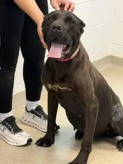 An adult extra large-sized female Cane Corso dog named Empress for adoption in Haw River, NC