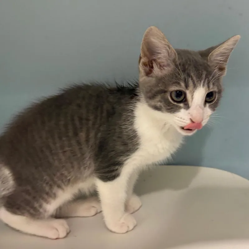 A baby medium-sized female Gray / Blue / Silver Domestic Short Hair cat named Fauna for adoption in Chattanooga, TN