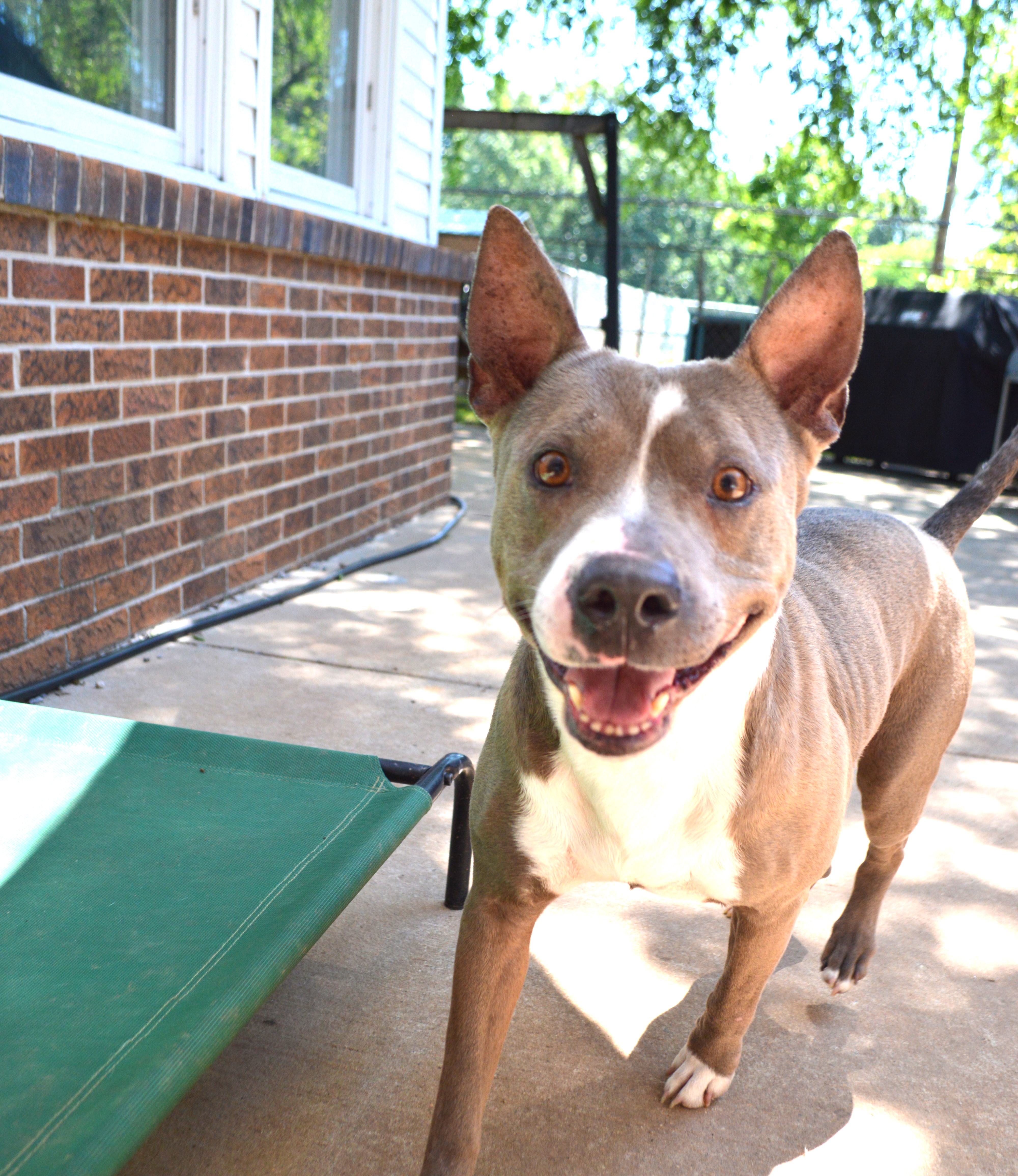 An adult medium-sized female Gray / Blue / Silver Pit Bull Terrier dog named Macy for adoption in Athens, AL
