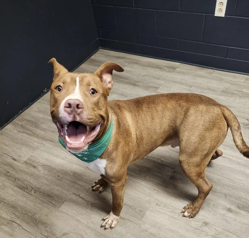A young large-sized male Brown / Chocolate Pit Bull Terrier dog named Keith for adoption in Mansfield, OH