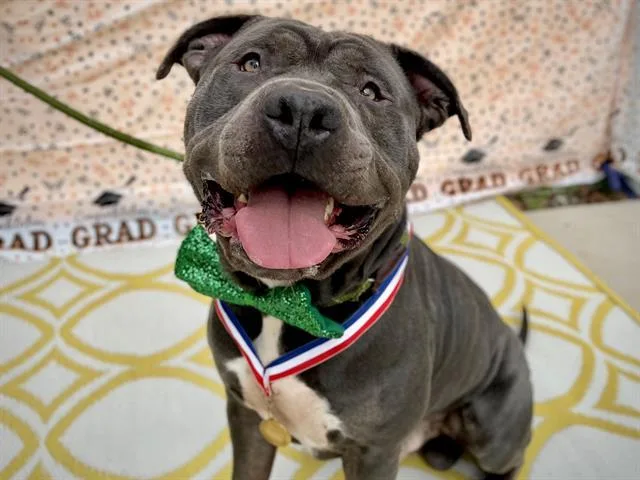 An adult large-sized male Pit Bull Terrier dog named Butterbean for adoption in Charlotte, NC