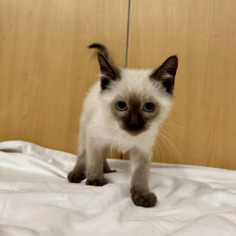 A baby small-sized male Brown / Chocolate Siamese cat named Elvis Purrsley for adoption in Saint Louis, MO