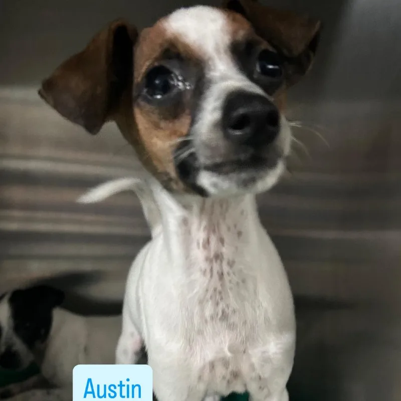 Austin