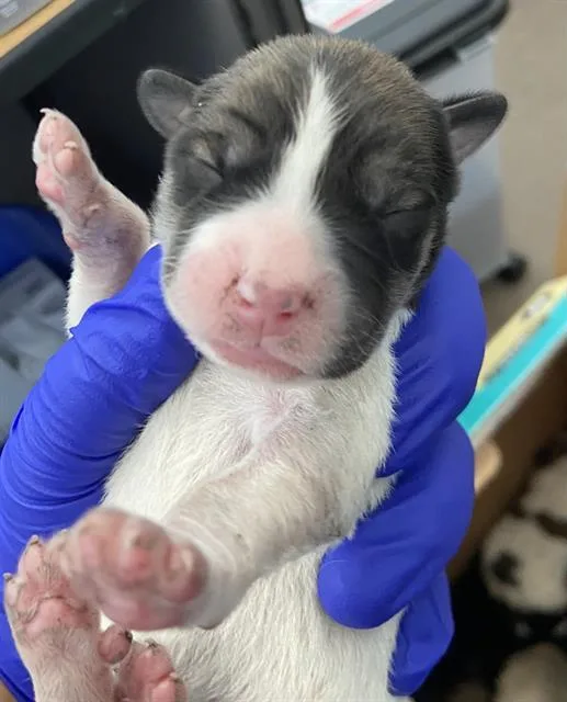A baby large-sized male Mixed Breed dog named Rotini for adoption in Dallas, TX