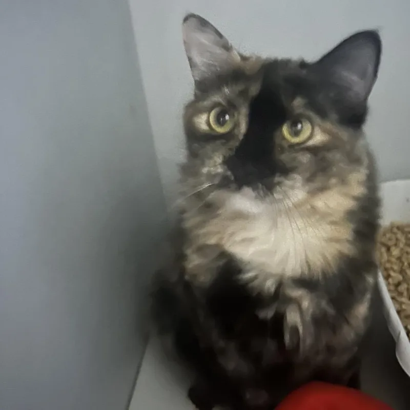 A young small-sized female Domestic Long Hair cat named Maxine for adoption in Hemet, CA