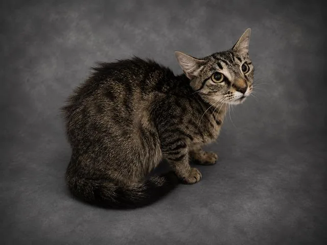 A young large-sized female Domestic Short Hair cat named Brianna for adoption in Winter Haven, FL