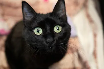 A young medium-sized female Domestic Short Hair cat named Luna for adoption in Ringoes, NJ