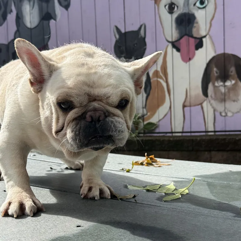 Doug