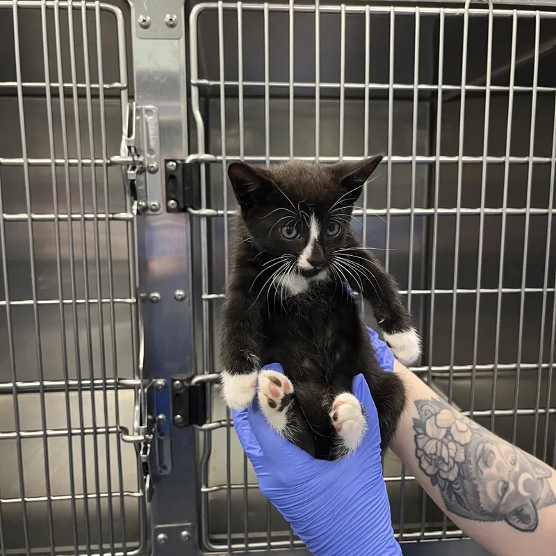 A baby small-sized male Black Domestic Short Hair cat named Cranberry for adoption in Greensboro, NC