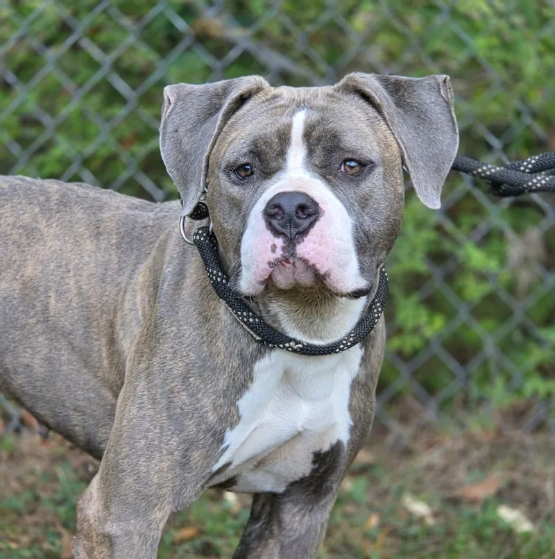 An adult large-sized female Gray / Blue / Silver Pit Bull Terrier dog named Sapphire for adoption in Anniston, AL