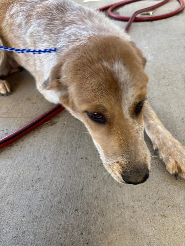 An adult large-sized female Australian Cattle Dog / Blue Heeler dog named Mimi for adoption in Belton, TX