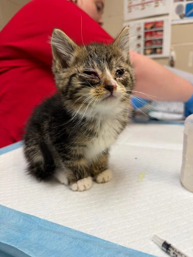 A baby medium-sized male Domestic Short Hair cat named Sonny for adoption in Wintersville, OH