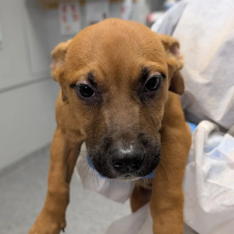 A baby small-sized male Mixed Breed dog named Dice for adoption in Greenville, SC