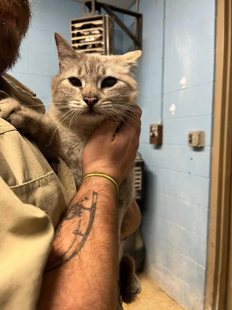 A young medium-sized female Domestic Short Hair cat named Carly for adoption in Benton, AR