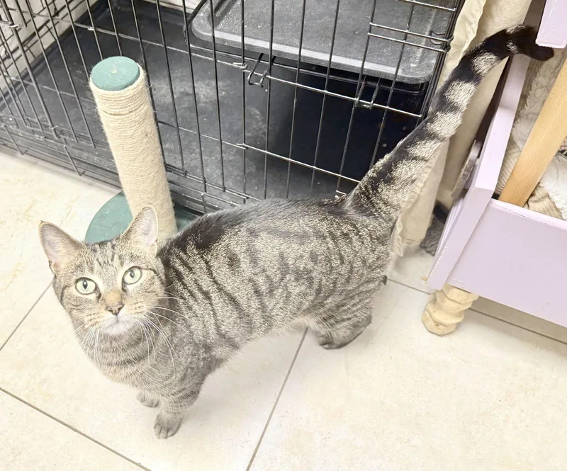 Peter Pan thumbnail 3