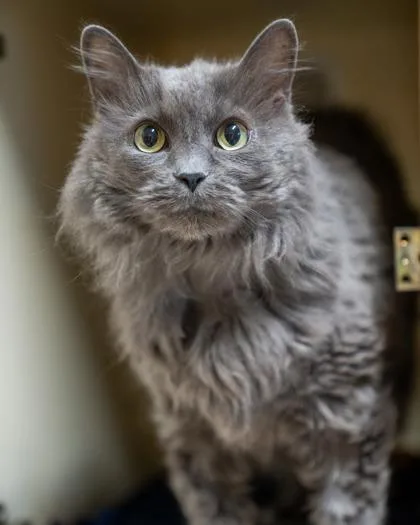 A senior medium-sized male Domestic Medium Hair cat named Stormy for adoption in Pequot Lakes, MN