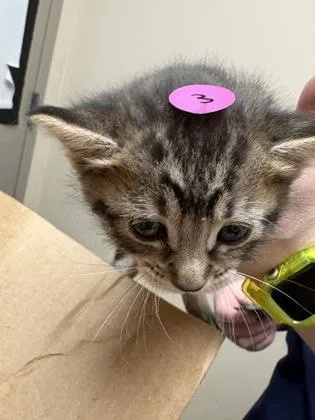 A baby small-sized female Domestic Short Hair cat named Zavier for adoption in Longmont, CO