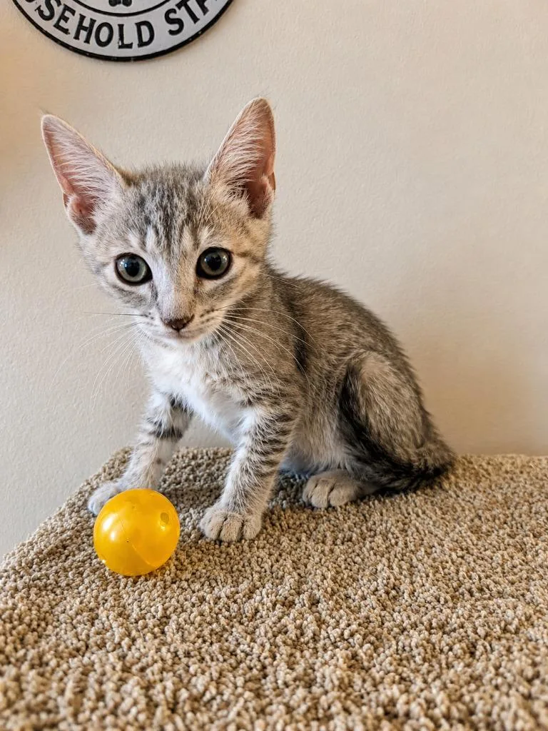 A baby medium-sized female Domestic Short Hair cat named Berrytart for adoption in Parkville, MD