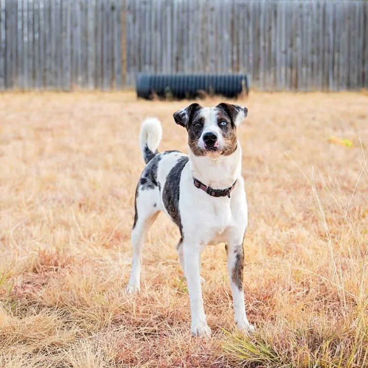 An adult medium-sized female Tricolor (Brown, Black, & White) Australian Cattle Dog / Blue Heeler dog named Willow for adoption in Justin, TX