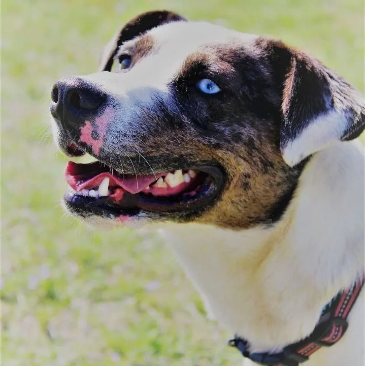Willow thumbnail 4
