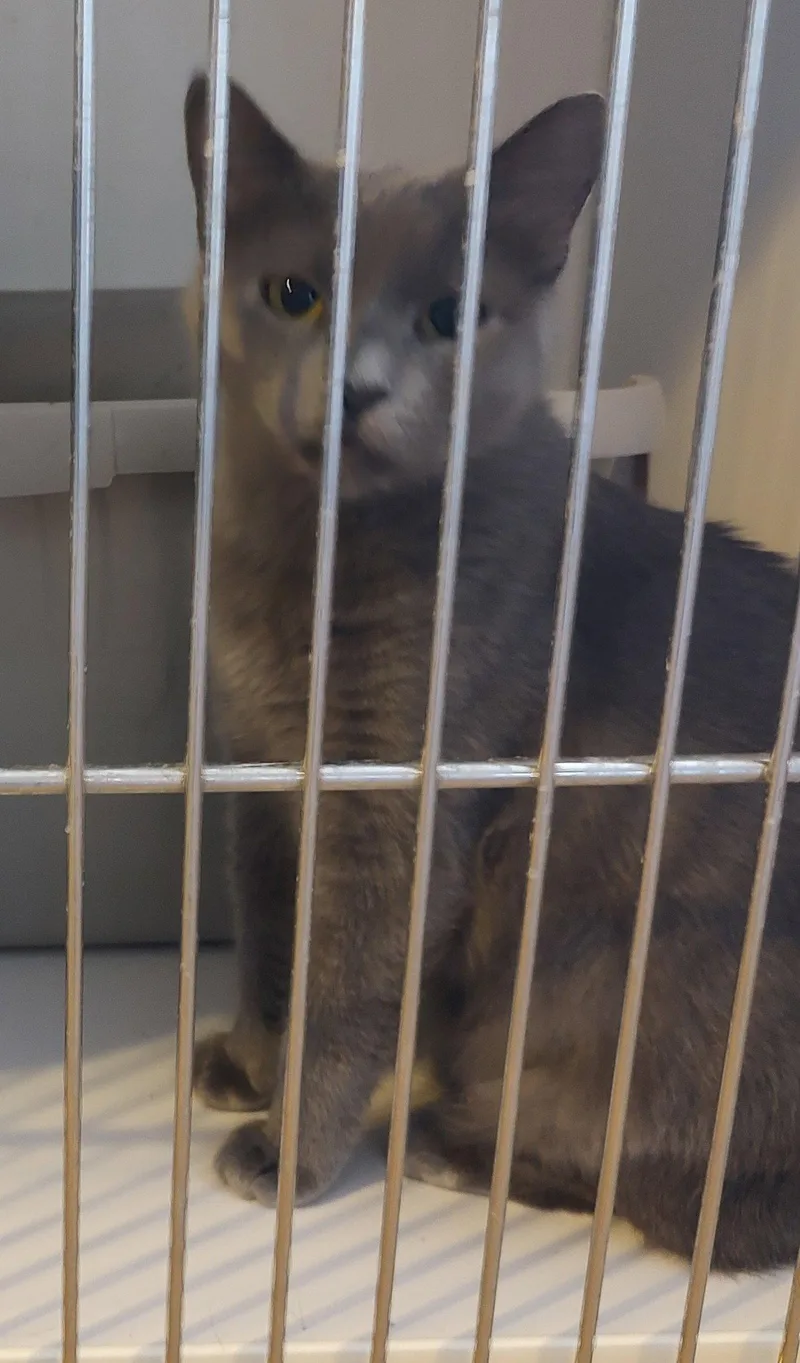 An adult medium-sized female Domestic Short Hair cat named Betty for adoption in Phoenix, AZ
