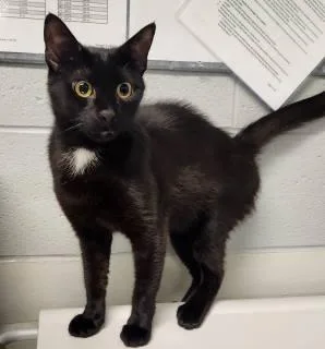 A young medium-sized female Domestic Short Hair cat named Jessa for adoption in Manassas, VA