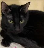 An adult large-sized female Domestic Short Hair cat named Frankie for adoption in Kansas City, MO