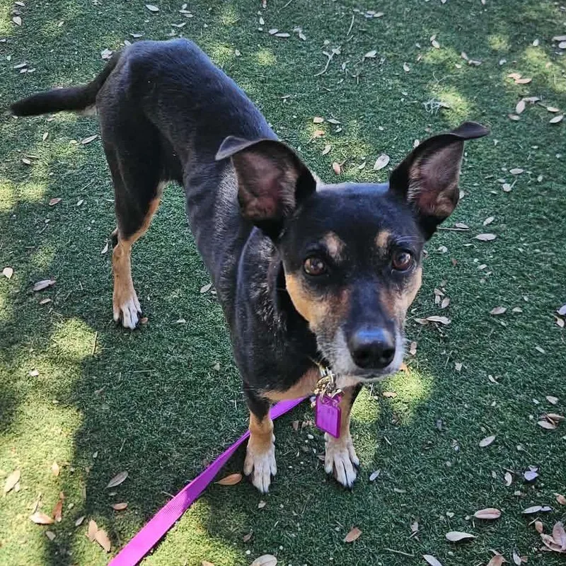 An adult medium-sized female Black Hound dog named Penny for adoption in Port Richey, FL