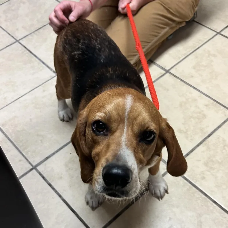 Max The Beagle thumbnail 2