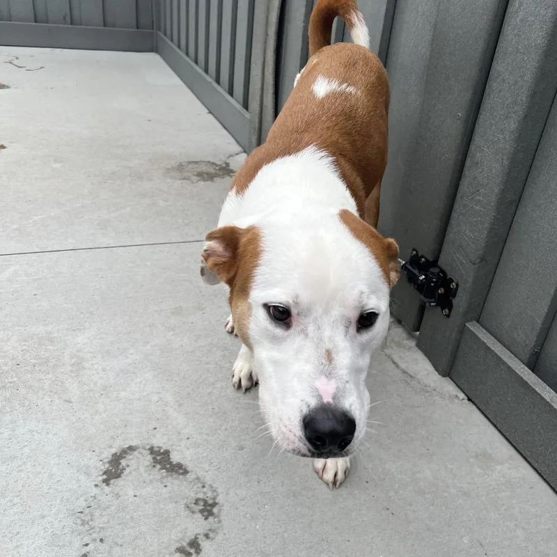 An adult large-sized male Brown / Chocolate Mixed Breed dog named Brutus for adoption in Matteson, IL
