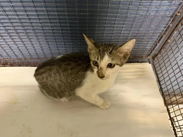 A baby small-sized female Domestic Short Hair cat named Jena for adoption in Miami, FL