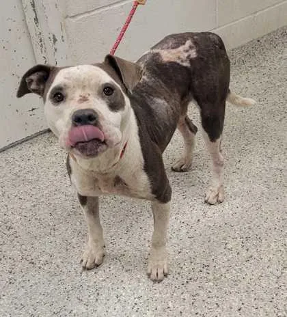 An adult medium-sized male Gray / Blue / Silver Pit Bull Terrier dog named Smurf for adoption in Kansas City, MO