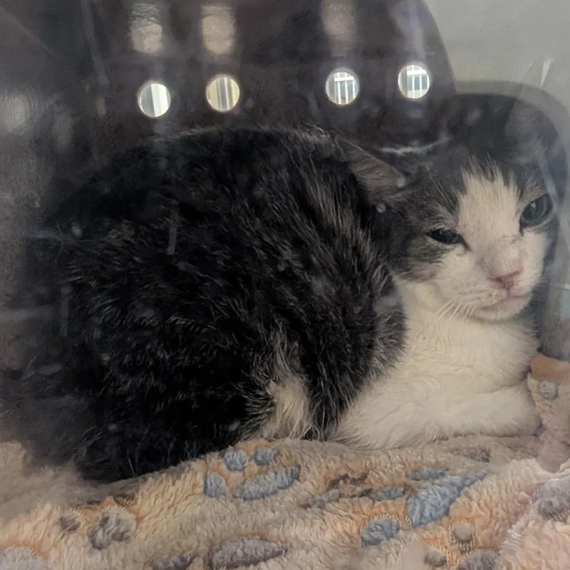 An adult small-sized male White Domestic Short Hair cat named Rumple for adoption in Buchanan Dam, TX