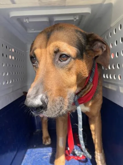 A young large-sized male Brown / Chocolate Mixed Breed dog named Wyatt for adoption in Fernandina Beach, FL