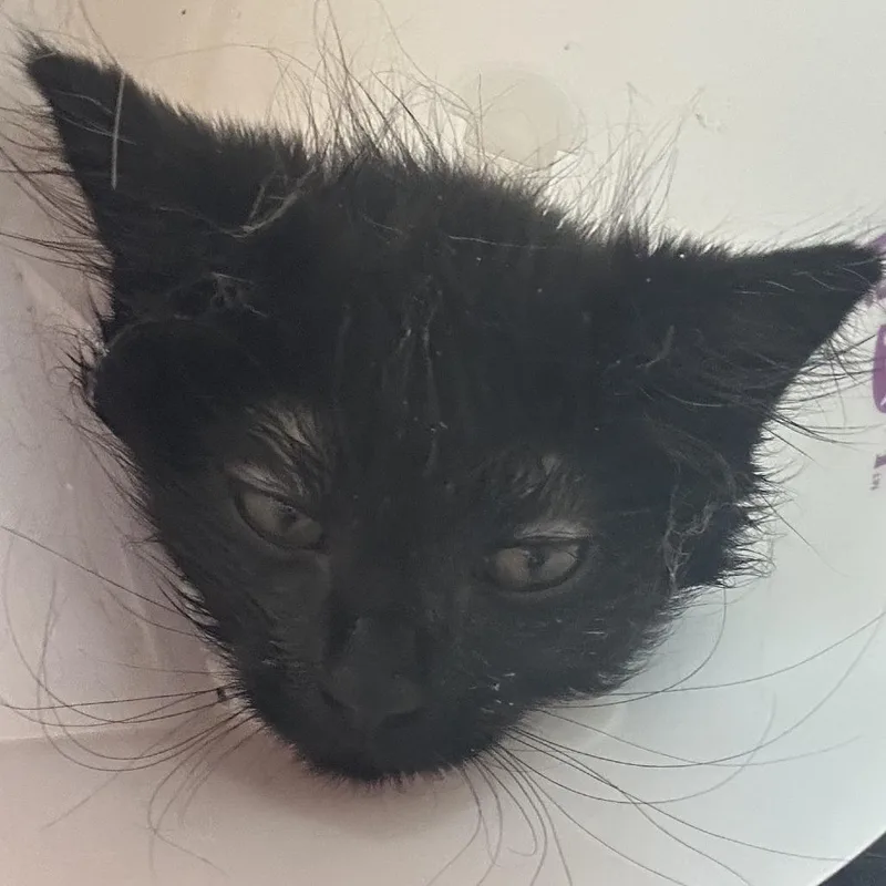A baby small-sized female Black Domestic Short Hair cat named Chun for adoption in Leander, TX